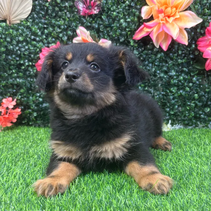 Male Pomeranian/Dachshund puppy named Bear for sale at Puppy Dreams - Wichita West.