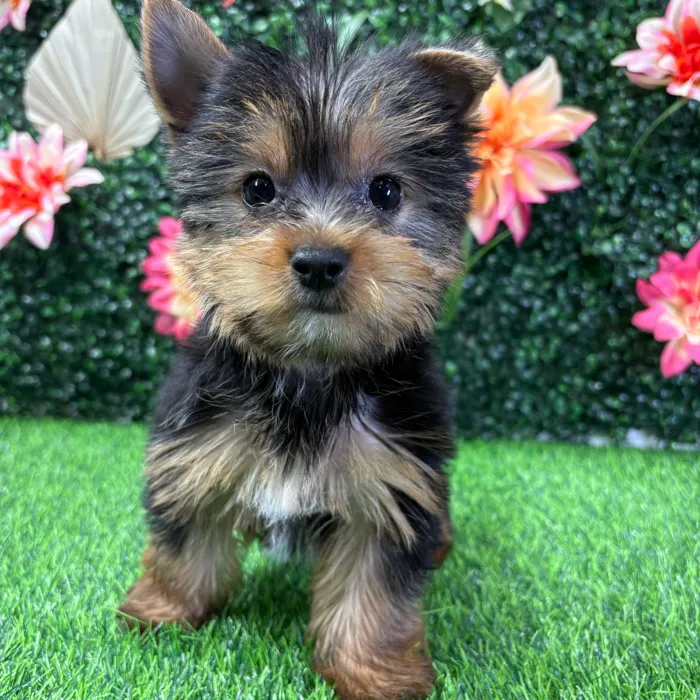 Female Yorkie puppy named Vera for sale at Puppy Dreams - Wichita West.