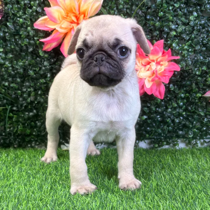 Male Pug puppy named Taz for sale at Puppy Dreams - Wichita West.