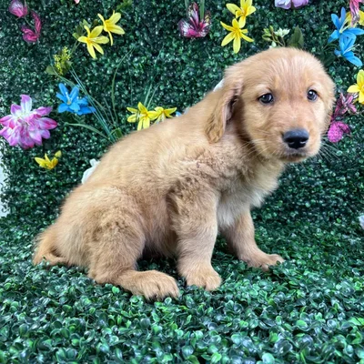 Male Golden Retriever puppy named Cheddar for sale at Puppy Dreams - Wichita West.