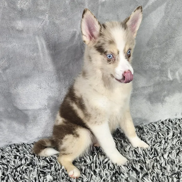 Female Pomsky puppy named Aspen for sale at Puppy Dreams - Junction City.