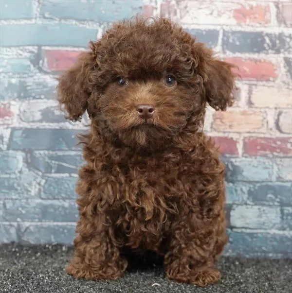 Male Shizapoo puppy for sale at Puppy Dreams - Wichita West.