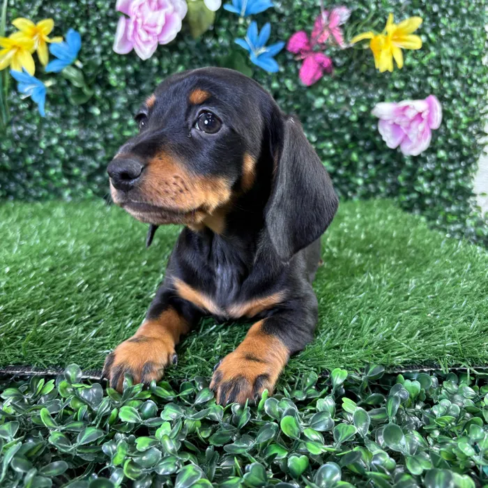 Male Dachshund puppy named Quesadilla for sale at Puppy Dreams - Wichita West.