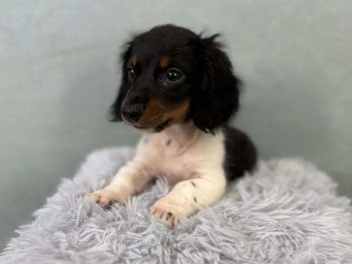 Male Dachshund Puppy for Sale in Wichita, KS