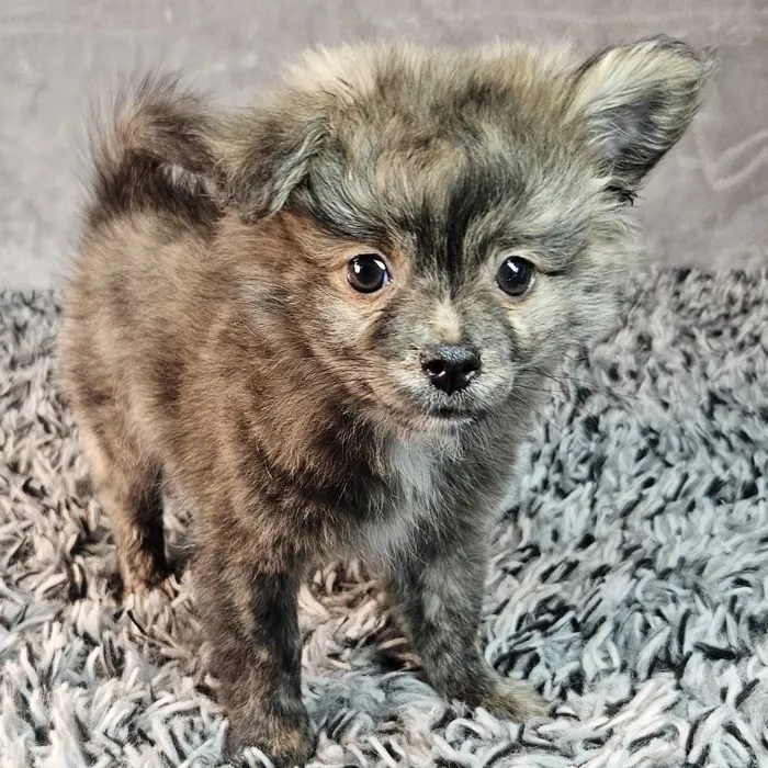 Male Pomchi puppy named Bentley for sale at Puppy Dreams - Junction City.