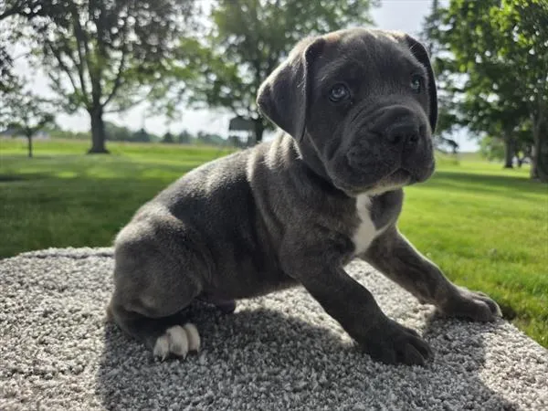 Male Cane Corso puppy for sale at Puppy Dreams - Wichita West.