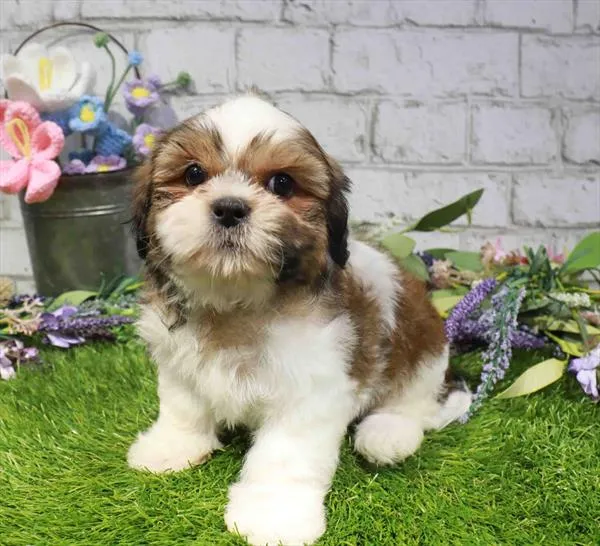 Male Shih Tzu puppy for sale at Puppy Dreams - Wichita West.