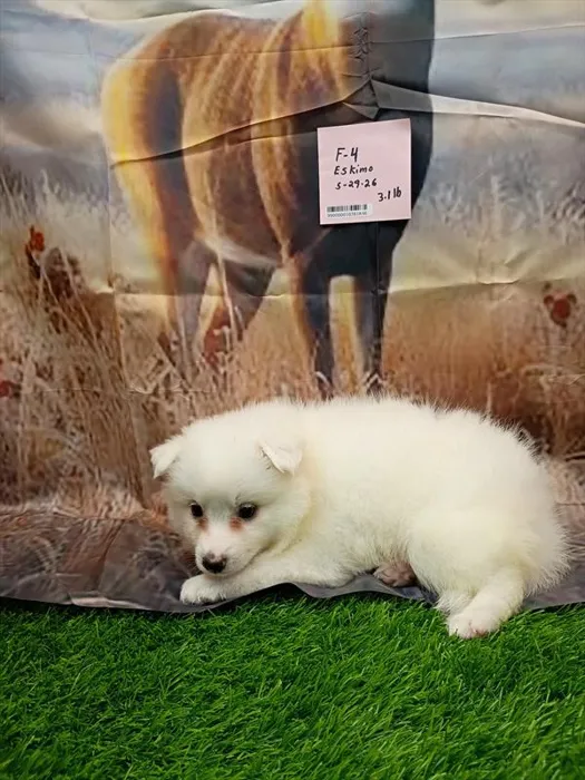 Female American Eskimo puppy for sale at Puppy Dreams - Wichita West.