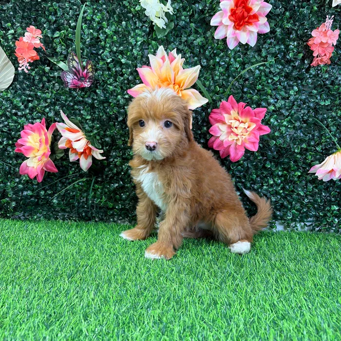 Female Mini Goldendoodle puppy named Petal for sale at Puppy Dreams - Wichita West.