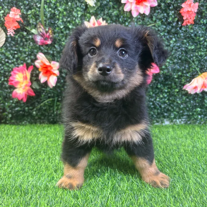 Male Pomeranian/Dachshund puppy named Bear for sale at Puppy Dreams - Wichita West.