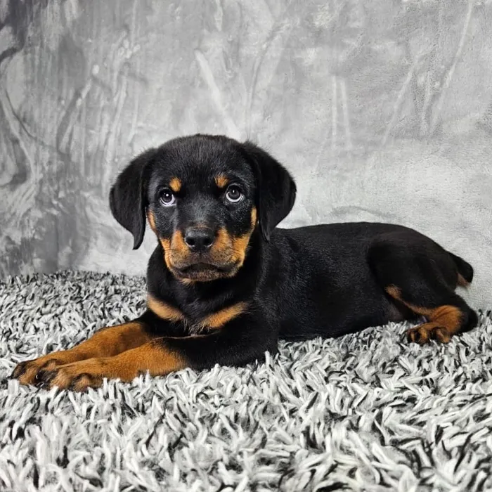 Female Rottweiler puppy named Harley for sale at Puppy Dreams - Junction City.