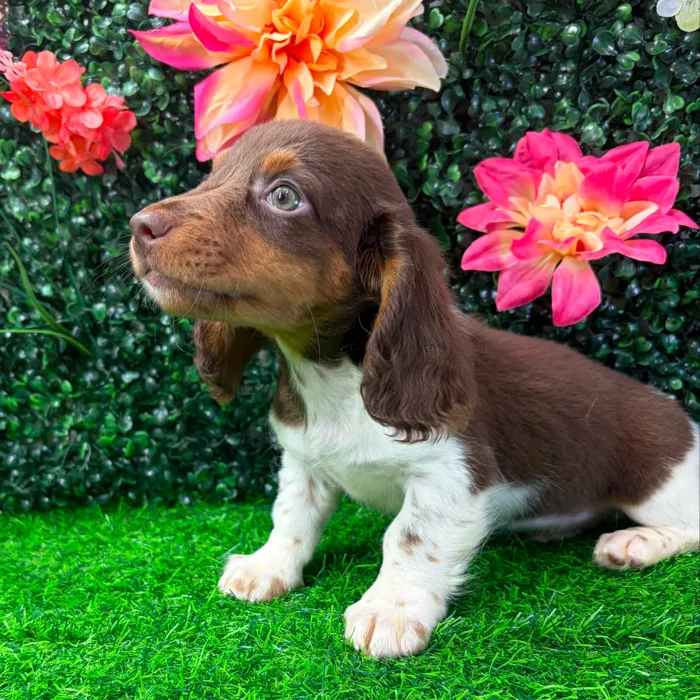 Male Dachshund puppy named Skeeter for sale at Puppy Dreams - Wichita West.