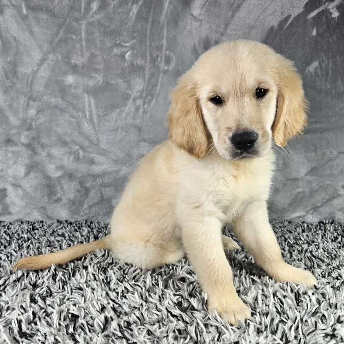 Male Golden Retriever puppy named Trevor for sale at Puppy Dreams - Junction City.