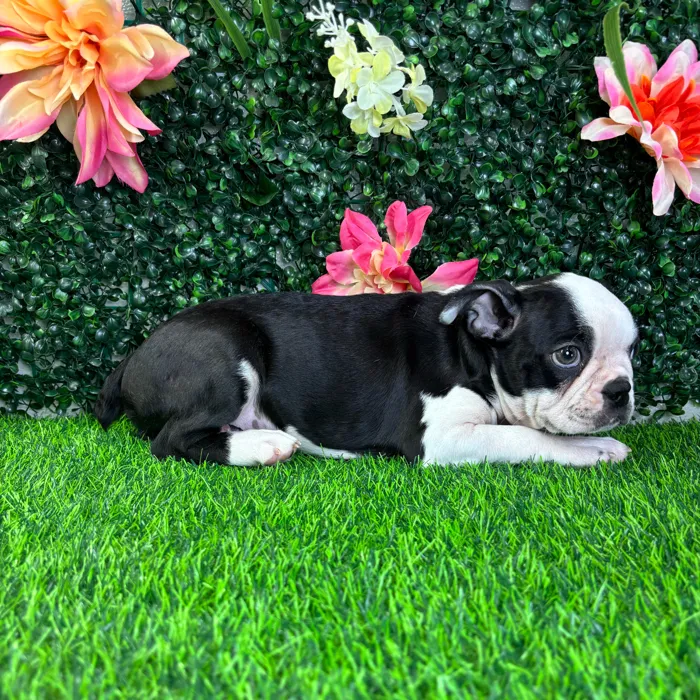 Male Boston Terrier puppy named Onyx for sale at Puppy Dreams - Junction City.