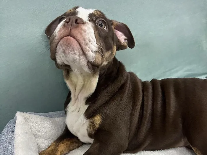 Male English Bulldog Puppy for Sale in ,