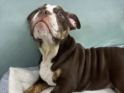 Male English Bulldog Puppy for Sale in ,