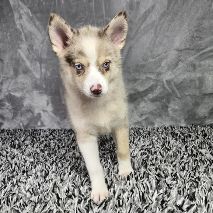 Female Pomsky puppy named Aspen for sale at Puppy Dreams - Junction City.