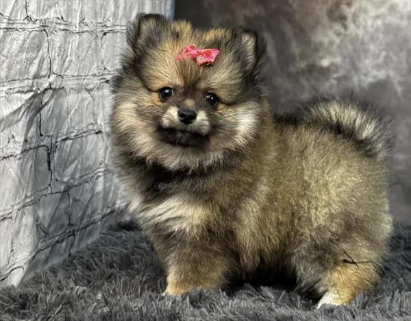 Female Pomeranian puppy for sale at Puppy Dreams - Wichita West.