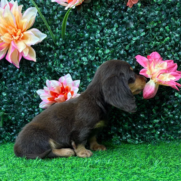 Male Dachshund puppy named Espresso for sale at Puppy Dreams - Wichita West.