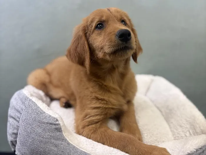Female Golden Retriever Puppy for Sale in Wichita, KS