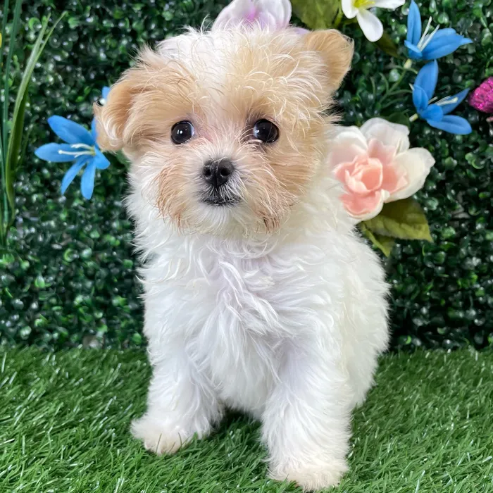 Female Maltipoo puppy named Q-Tip for sale at Puppy Dreams - Wichita West.