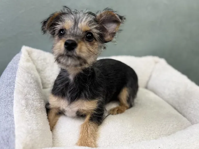 Female Chorkie Puppy for Sale in Wichita, KS