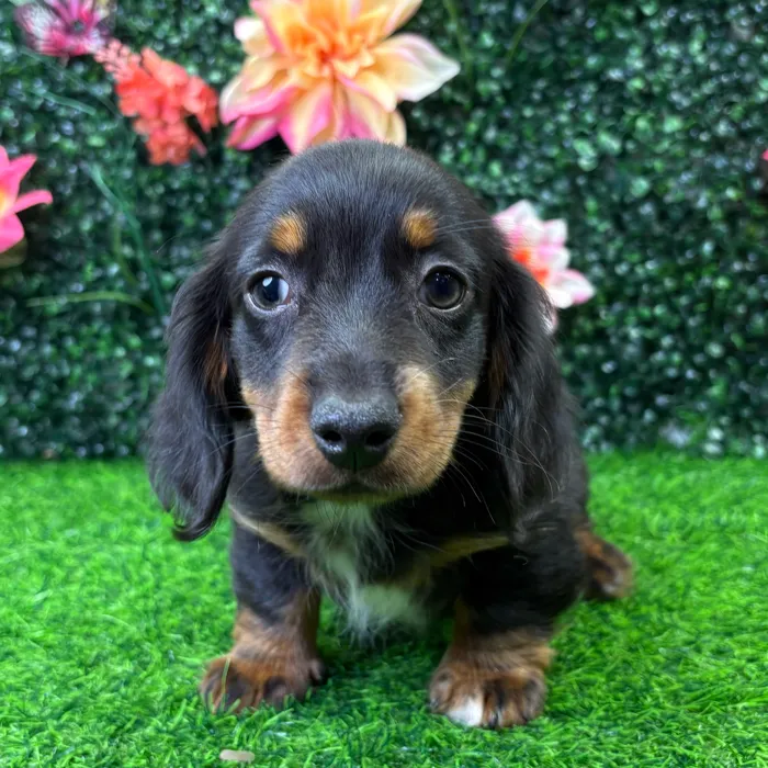 Male Dachshund puppy named Oscar for sale at Puppy Dreams - Wichita West.