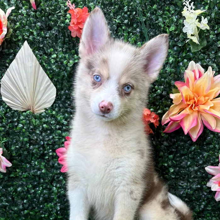Female Pomsky puppy named Aspen for sale at Puppy Dreams - Wichita West.