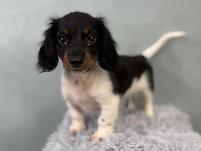 Male Dachshund Puppy for Sale in Wichita, KS