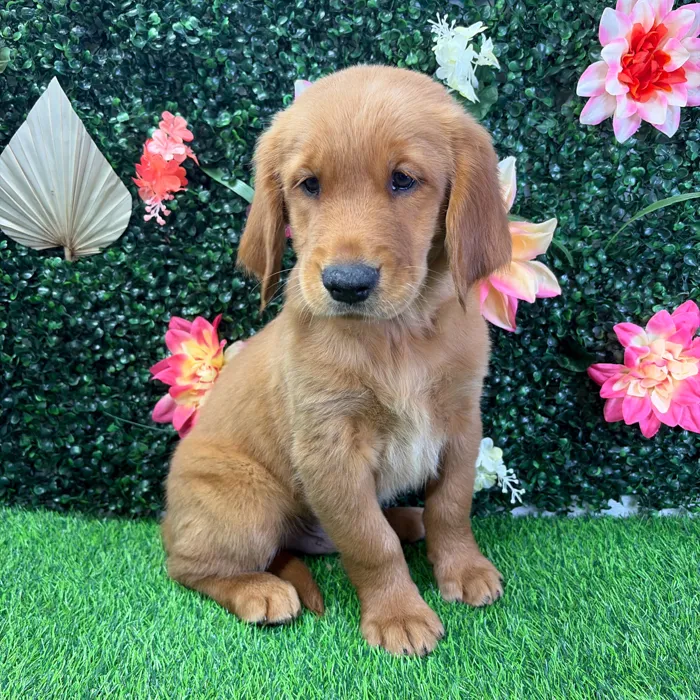 Male Golden Retriever puppy named Buster for sale at Puppy Dreams - Wichita West.
