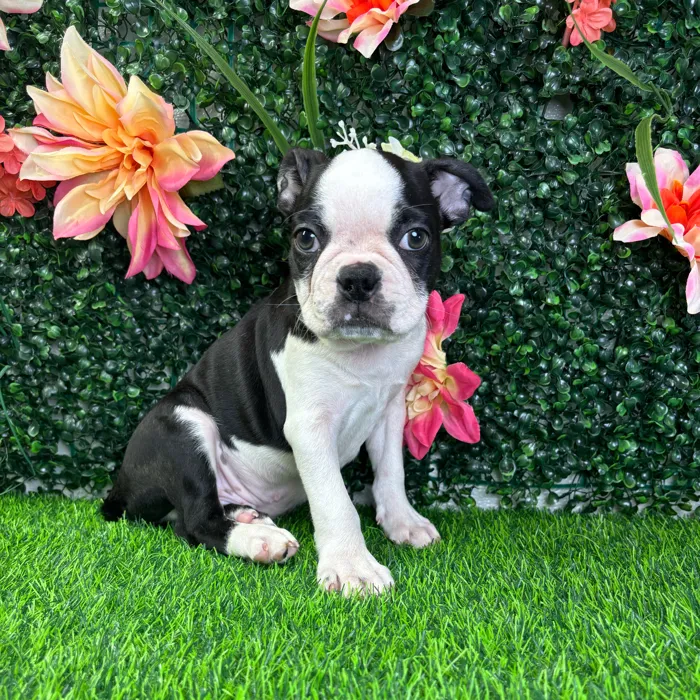 Male Boston Terrier puppy named Onyx for sale at Puppy Dreams - Junction City.