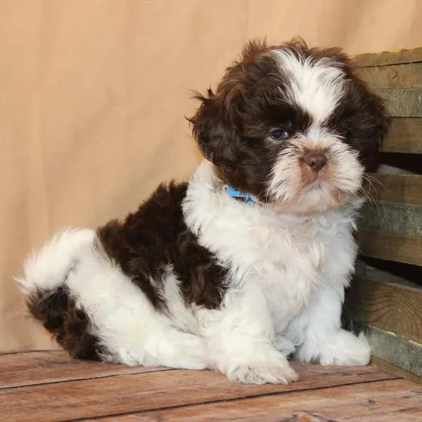Male Shih Tzu puppy for sale at Puppy Dreams - Wichita West.