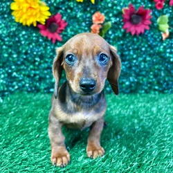 car_main_img_/media/ap_media/pets/XCKQQWAGZFUB146620.webp.250x250_q85.webp