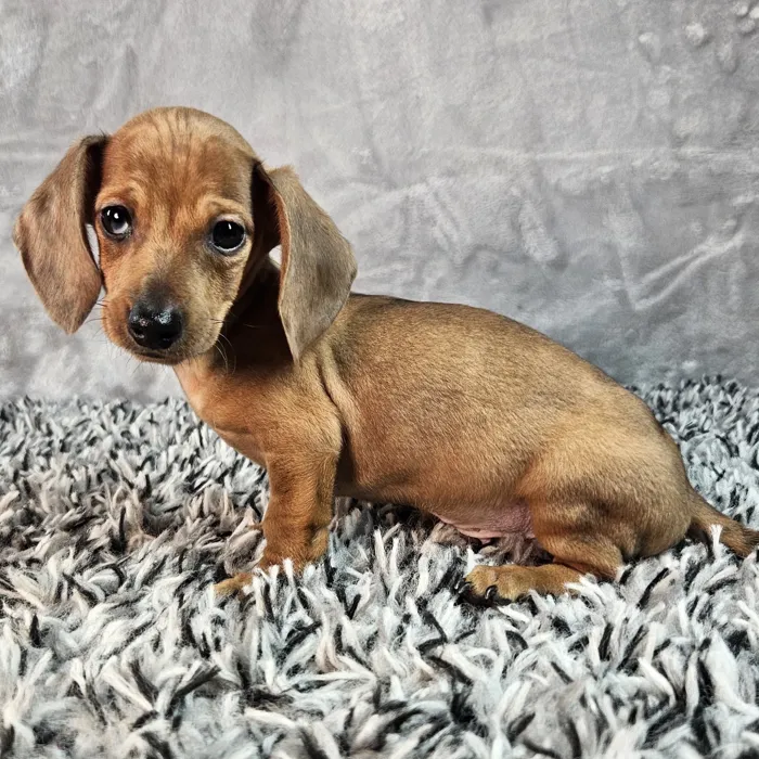 Male Dachshund puppy named Lloyd for sale at Puppy Dreams - Junction City.