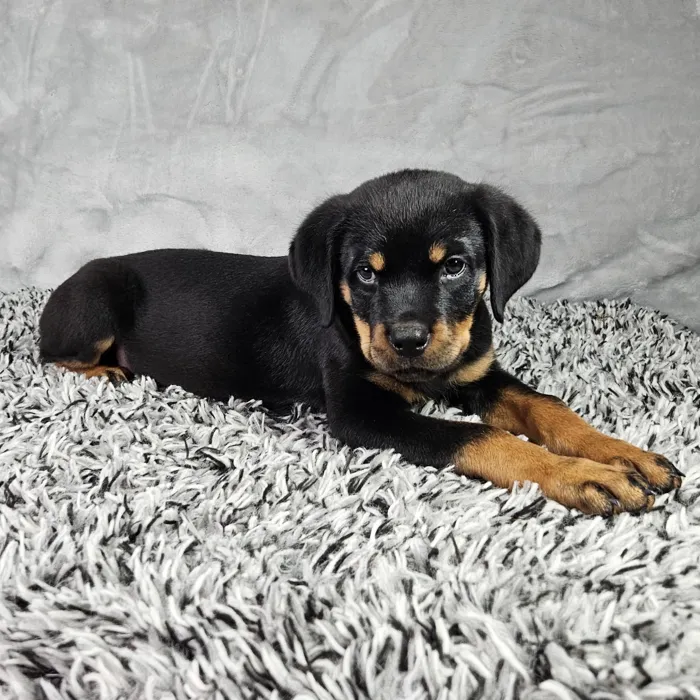 Female Rottweiler puppy named Harley for sale at Puppy Dreams - Junction City.