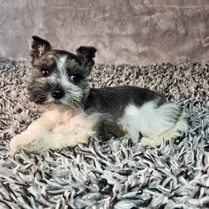Female Mini Schnauzer puppy named Betty for sale at Puppy Dreams - Junction City.