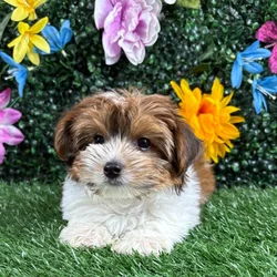 car_main_img_/media/ap_media/pets/XINEZARNZDFP377446.webp.250x250_q85.webp