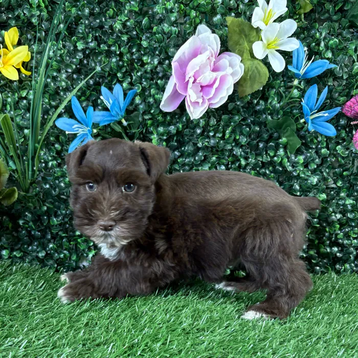Female Mini Schnauzer puppy named Dumpling for sale at Puppy Dreams - Wichita West.
