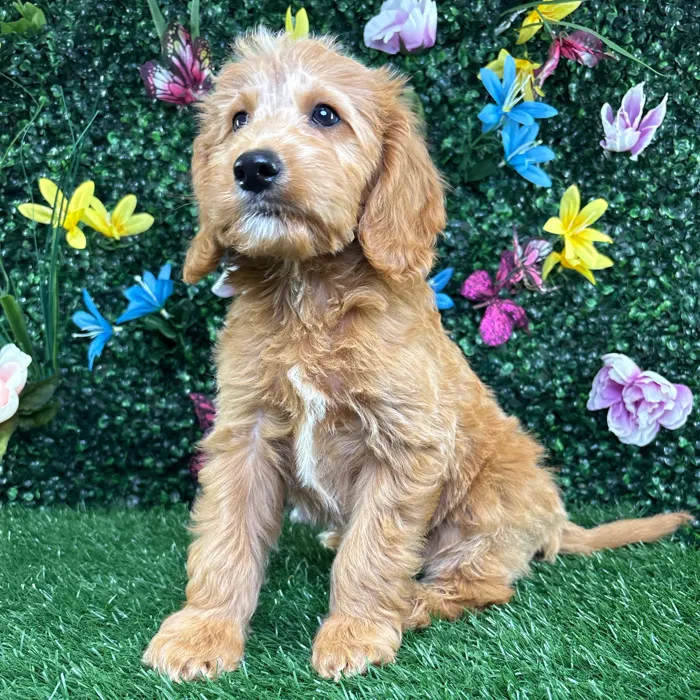 Male Mini Goldendoodle puppy named Boone for sale at Puppy Dreams - Wichita West.