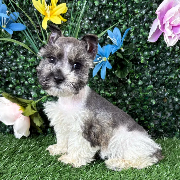 Female Mini Schnauzer puppy named Betty for sale at Puppy Dreams - Junction City.