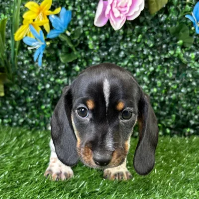 Male Dachshund puppy named Crunchwrap for sale at Puppy Dreams - Wichita West.