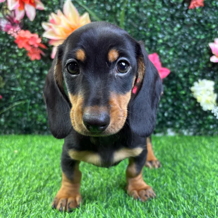 Male Dachshund puppy named Toby for sale at Puppy Dreams - Wichita West.