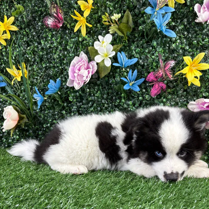 Male Alaskan Klee Kai puppy named Squash for sale at Puppy Dreams - Wichita West.