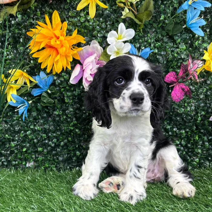 Female Cocker Spaniel puppy named Beulah for sale at Puppy Dreams - Junction City.