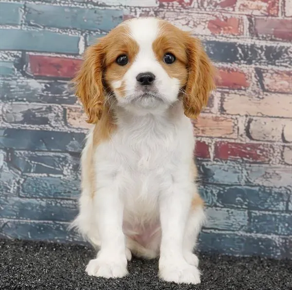 Male Cavalier King Charles Spaniel puppy for sale at Puppy Dreams - Wichita West.
