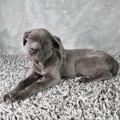 Female Cane Corso puppy named Olive for sale at Puppy Dreams - Junction City.