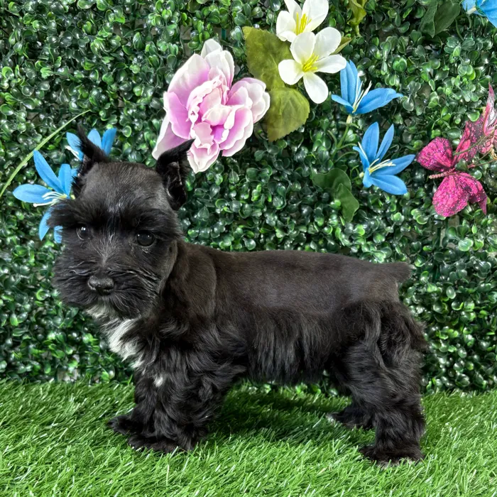 Female Mini Schnauzer puppy named Casserole for sale at Puppy Dreams - Wichita West.