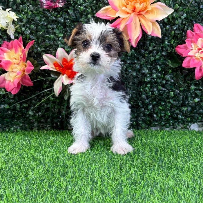 Female Yorkie puppy named Bubbles for sale at Puppy Dreams - Wichita West.