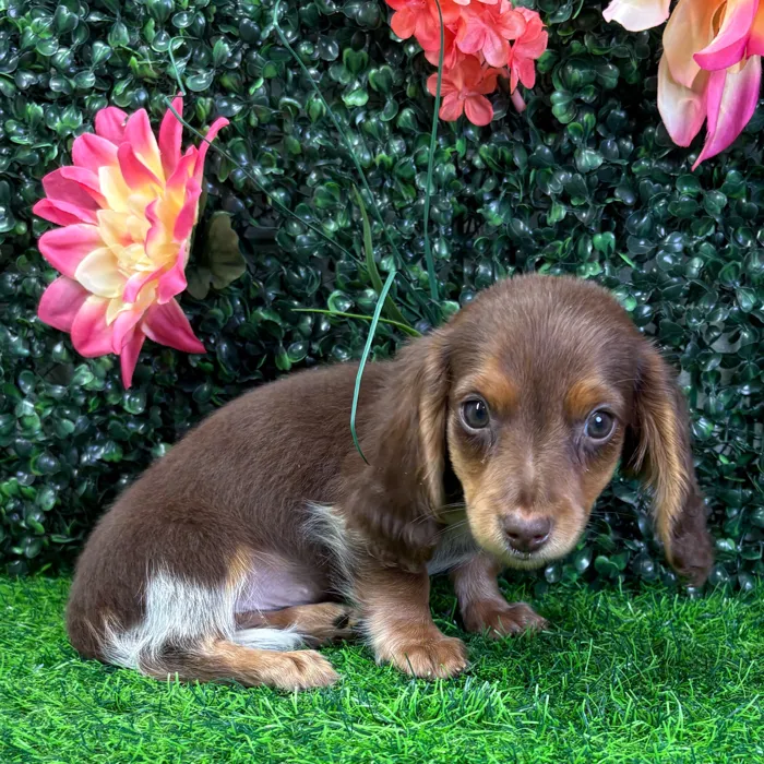 Female Dachshund puppy named Cookie for sale at Puppy Dreams - Wichita West.