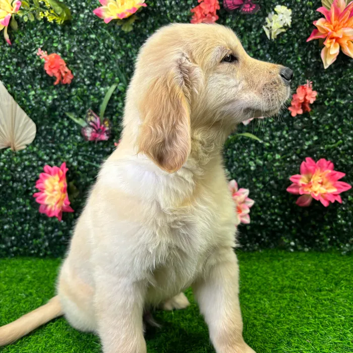 Male Golden Retriever puppy named Trevor for sale at Puppy Dreams - Wichita West.